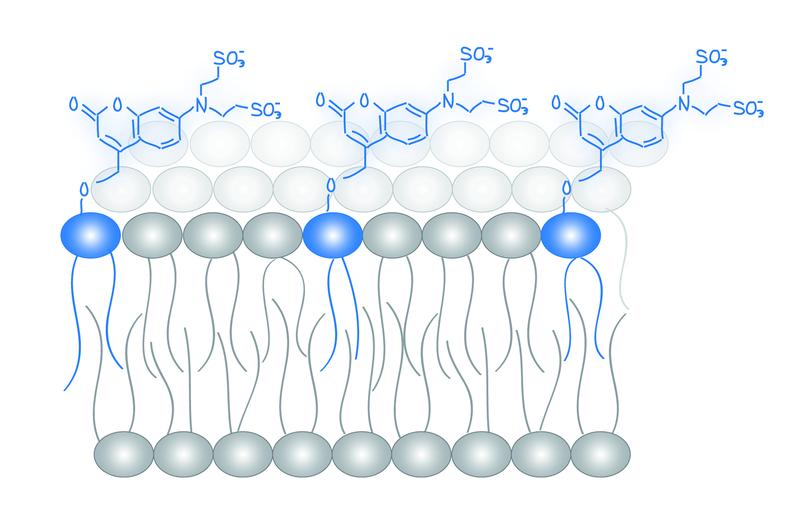 Molekulare Sonden (in blau) für die Analyse von Lipidbotenstoffen. 
