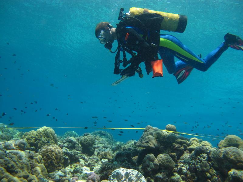 The author counting fish in a coral reef in Indonesia. 