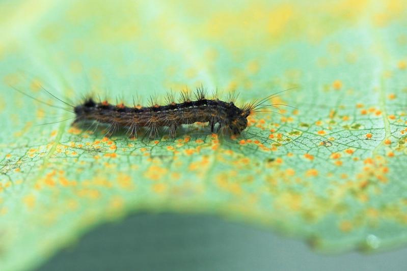 Die Raupe eines Schwammspinners (Lymantria dispar) macht sich über die Sporen des Rostpilzes Melampsora larici-populina her, der sich auf einem Pappelblatt ausgebreitet hat.