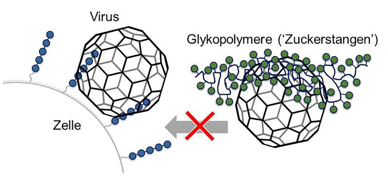 Die künstlich hergestellten Glykomimetika (grün) koppeln an die Bindestellen der Viren, mit denen diese normalerweise an Zucker (blau) auf der Zelloberfläche andocken.