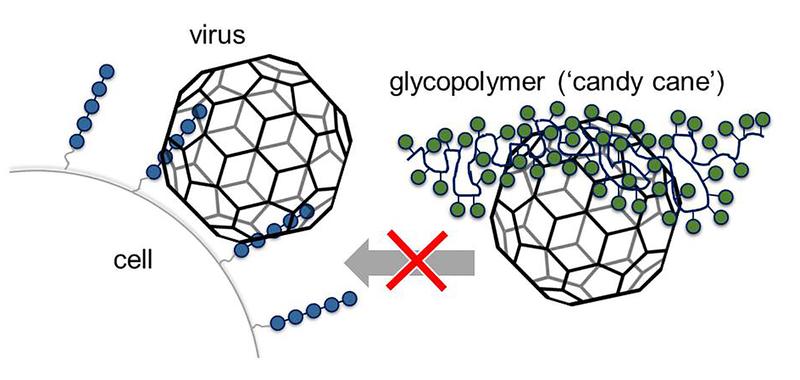 The artificially manufactured glycomimetics (green) attach to the viruses’ binding sites, which viruses normally use to attach to sugars (blue) on the cell surface. 