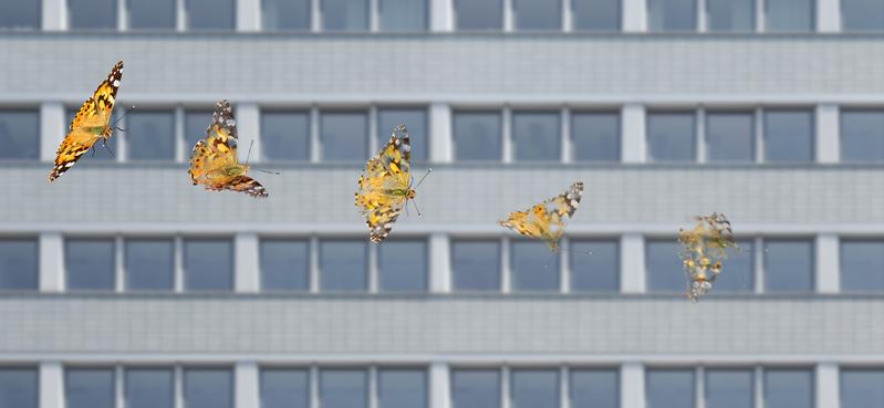 Die weltweite Zahl landlebender Insekten ist in den letzten Jahrzehnten zurückgegangen.