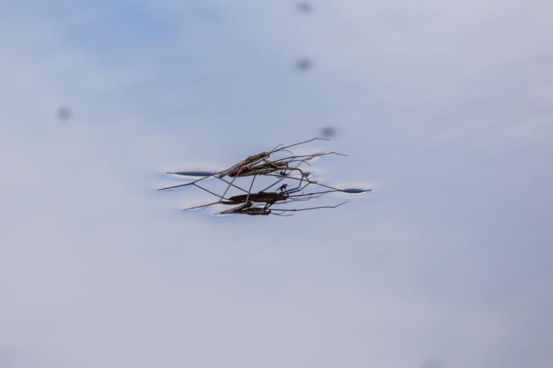 Contrary to the trend for land-dwelling insects, the number of freshwater insects has increased. This could be due to effective water protection measures. The photo shows common water striders.