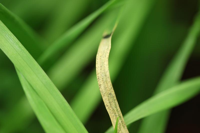 Pycnidia, the fungal fruiting bodies, on a wheat leaf in an infection experiment: Counting them helps to determine fungal performance and ability to infect the plant.