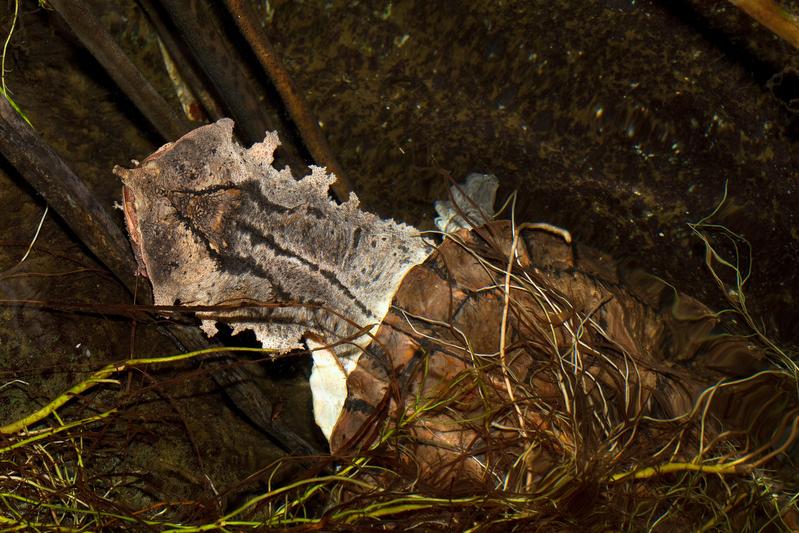 Anhand von genetischen Untersuchungen wurde eine zweite Art der Fransenschildkröte entdeckt. 