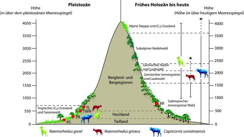 Vergleich des Vorkommens in verschiedenen Höhen und der Nahrungsverfügbarkeit bei pleistozä-nen und heutigen Populationen von Goralen und Serauen.