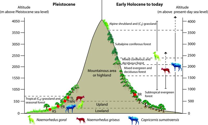 Comparative distribution of goral and serow at various altitudes and the availability of feed for the Pleistocene and modern populations.