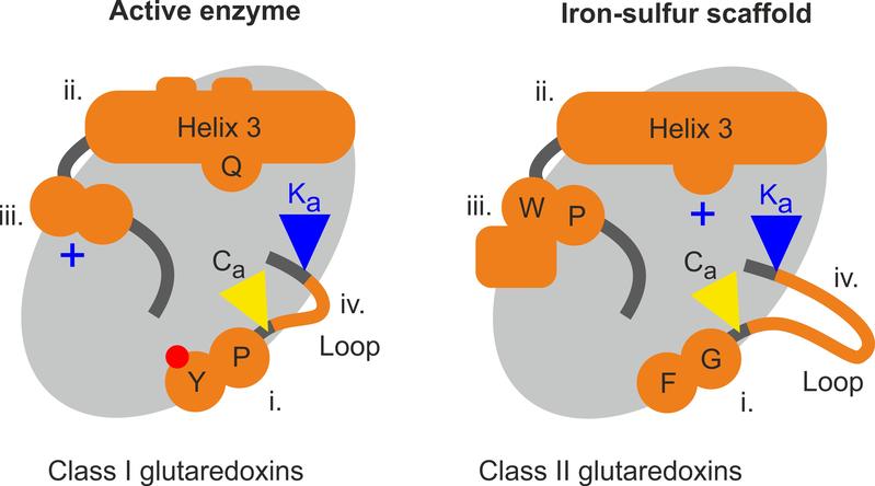 Schematische Darstellung der vier funktionsbestimmenden strukturellen Unterschiede zwischen enzymatisch aktiven und inaktiven Glutaredoxinen