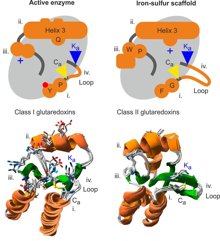 Vergleich der vier funktionsbestimmenden strukturellen Unterschiede zwischen enzymatisch aktiven und inaktiven Glutaredoxinen