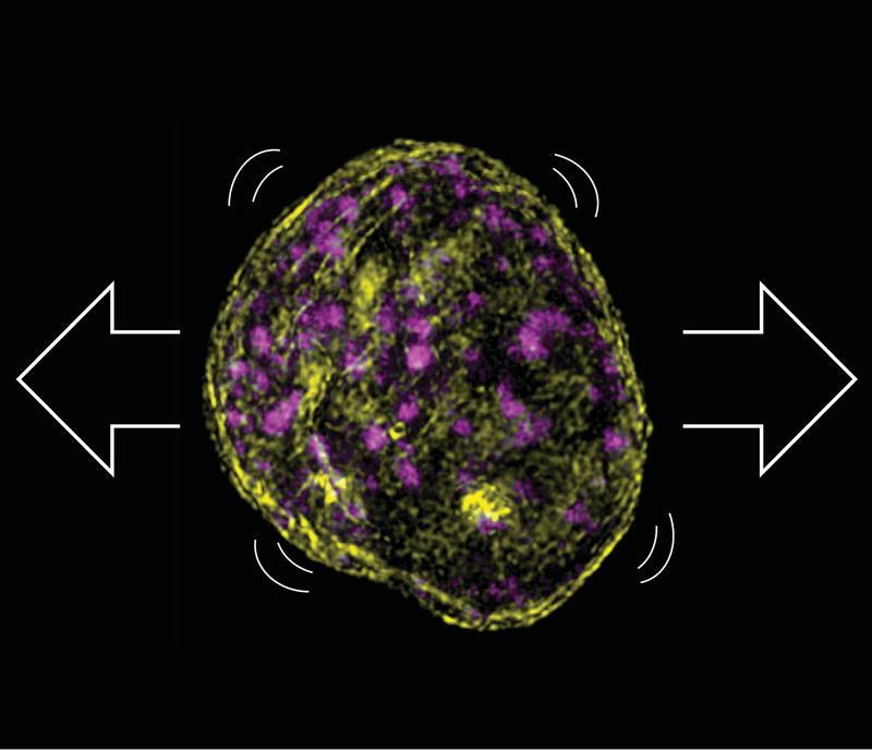 Super resolution image showing that stretch leads to the wrinkling of the nuclei and rearrangement of the DNA. 