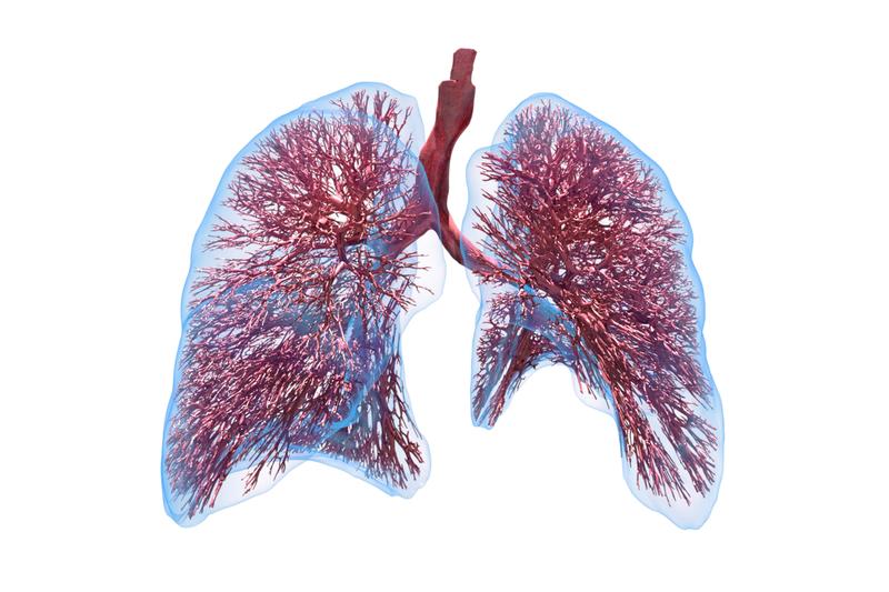 Das digitale Lungenmodell bildet die komplexen Vorgänge in der Lunge bis in die mikroskopische Ebene ab und ermöglicht damit Erkenntnisse, die derzeit kein bildgebendes Verfahren liefern kann.