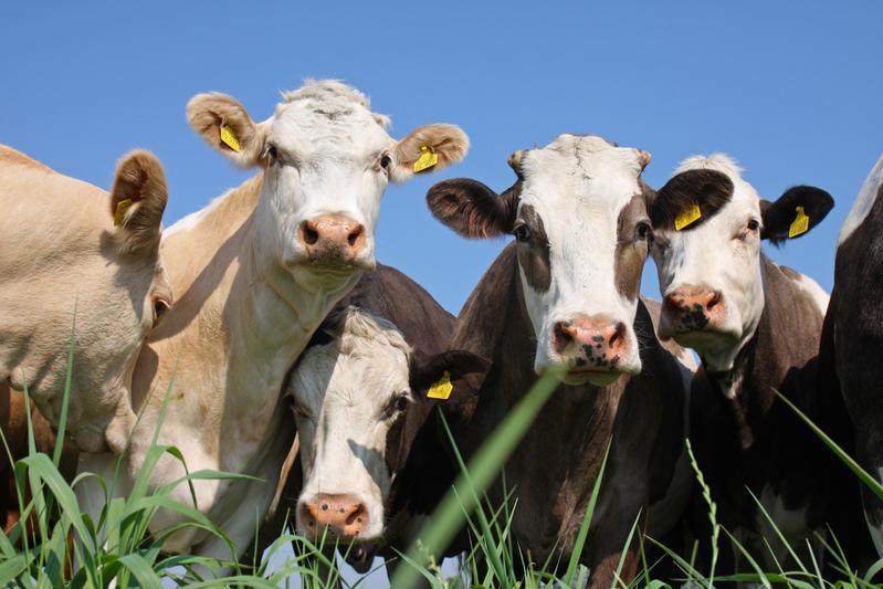 Kann das Mob Grazing, ein alternatives Weideverfahren, das Rinderhalten auf Naturschutzflächen ökologischer und wirtschaftlicher machen? Das will die Hochschule Eberswald in einem DBU-Projekt testen.