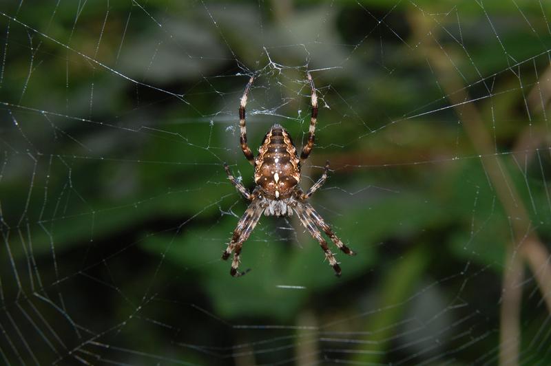 Die Gartenkreuzspinne Araneus diadematus – adultes Weibchen.