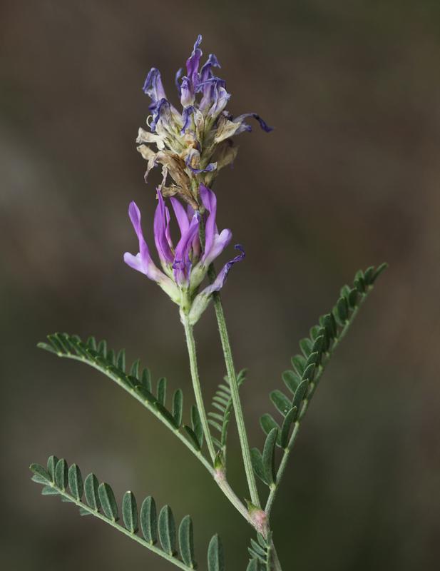 Der Esparsetten-Tragant war eine der drei untersuchten Pflanzenarten der Studie.