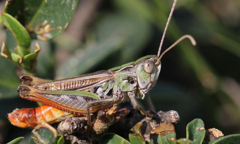 Der Schwarzfleckige Heidegrashüpfer war eine der drei Tierarten, die im gesamten Untersuchungsgebiet gesammelt wurden.