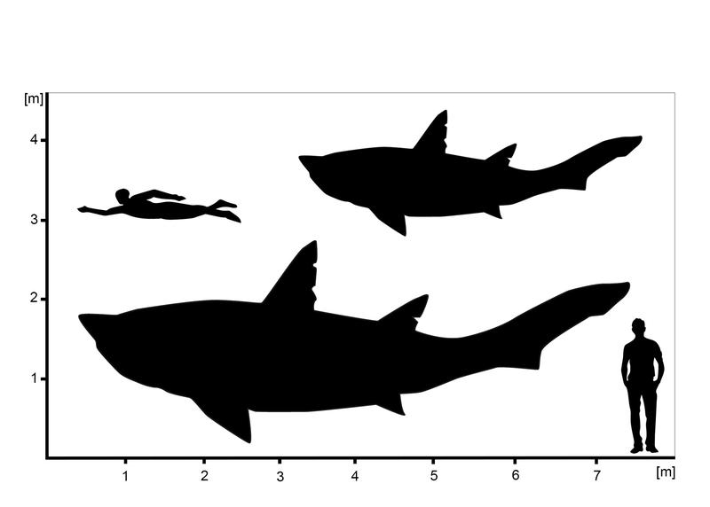 Hypothetische Silhouetten des ausgestorbenen Hais †Ptychodus zeigen die berechnete Minimal – und Maximalgröße des untersuchten Exemplars aus Spanien.