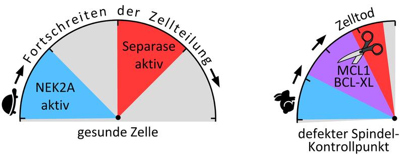 Li.: In gesunden Zellen wird Separase erst aktiv, wenn NEK2A abgebaut ist. Re.: Ist der Spindel-Kontrollpunkt defekt, überlappen sich die Aktivitäten von NEK2A und Separase zeitlich (viol. Bereich).