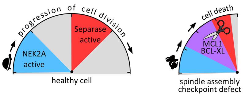 Left: In healthy cells separase is active only after degradation of NEK2A. Right: If the spindle assembly checkpoint is defective, the activities of NEK2A and separase timely overlap (purple area). 
