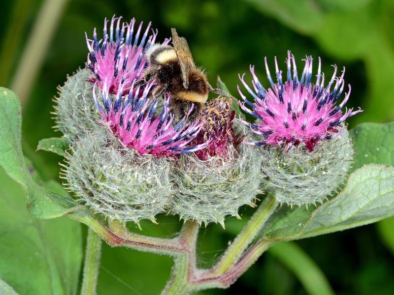 Eine Erdhummel auf einer Filzklette. 