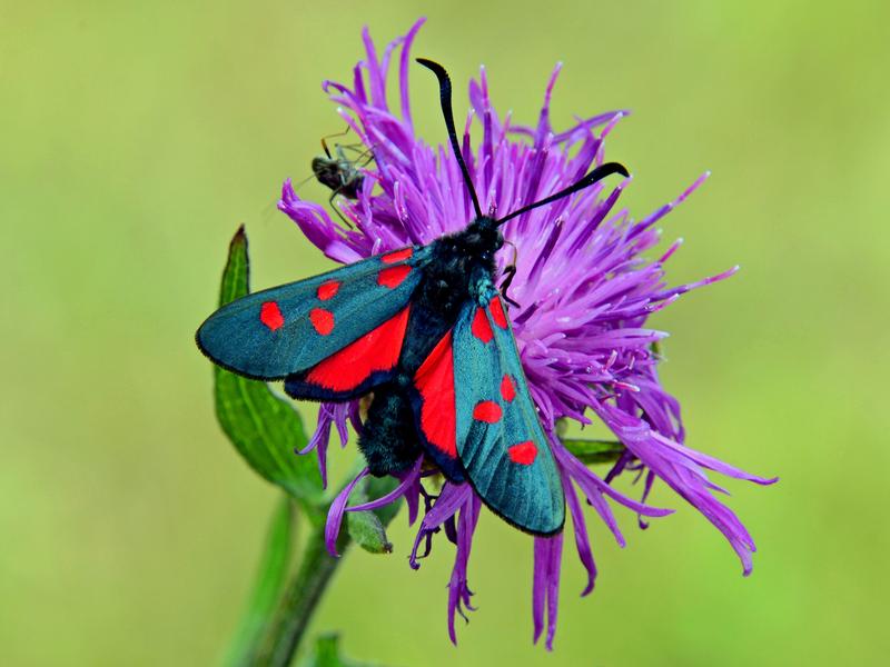 A Narrow-bordered five-spot burnet sitting on a brown knapweed. 