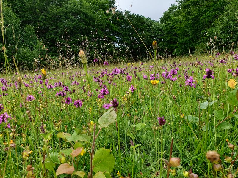 Extensiv bewirtschaftete, nährstoffarme Wiese in der Eifel: Artenreiche Grünländer wie diese sind vor allem aufgrund von Intensivierungsprozessen in der Landwirtschaft selten geworden. 