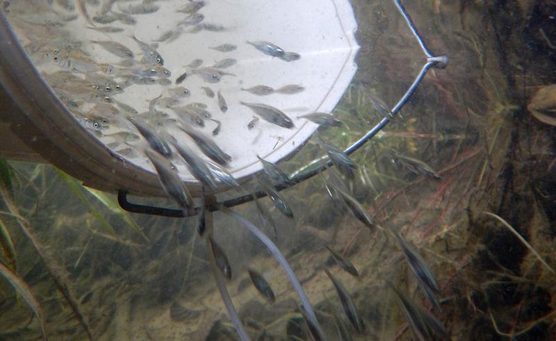 3000 experimental fish were released into a natural river habitat without stickleback, exposing them to natural selection. After one year, the remaining fish were recaptured and examined genetically.