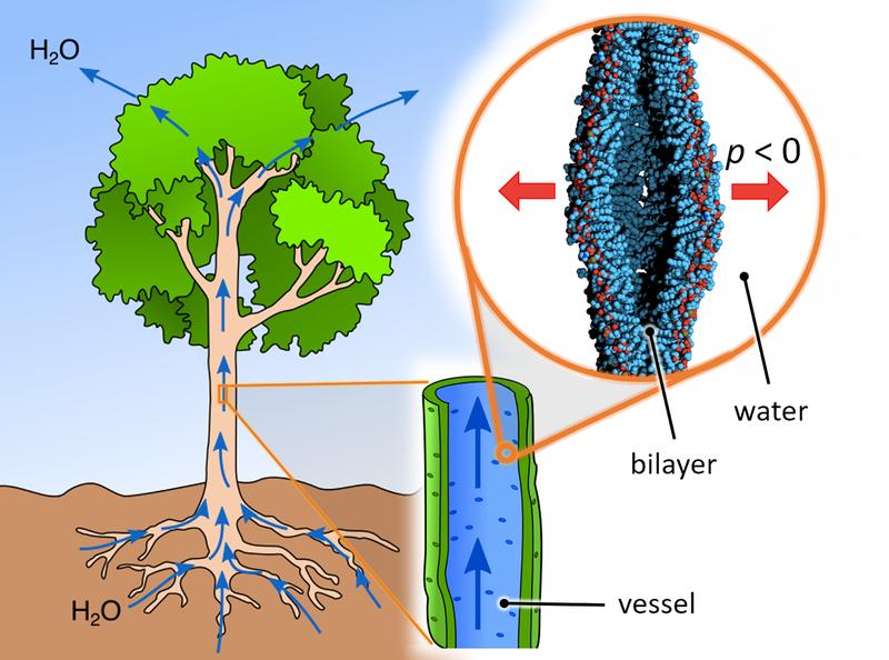 Cross-section of an expanding cavity in the centre of a lipid bilayer in a plant supply channel. 