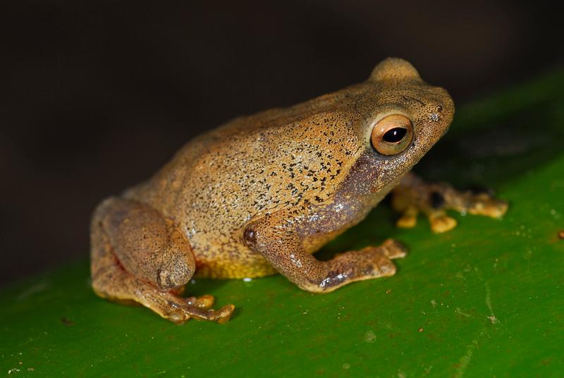 Rotschenkelfrosch, Platypelis ranjomena, von der Ostküste Madagaskars, Foto: Jörn Köhler, HLMD