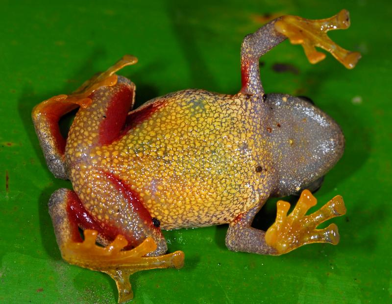 Rotschenkelfrosch, Platypelis ranjomena, von der Ostküste Madagaskars, Bauchseite, Foto: Jörn Köhler, HLMD