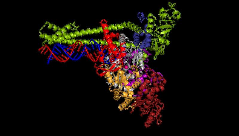 The polymerase of the new coronavirus SARS-CoV-2 multiplies the pathogen's genetic material (blue and red).