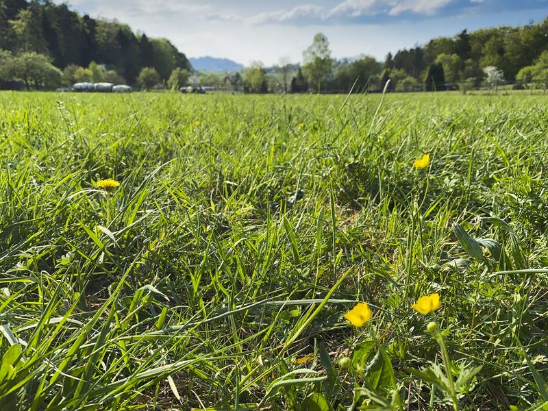 Wissen über biologische Systeme nutzen, um ökologisch zu wirtschaften: Das ist der Grundgedanke der Bioökonomie. (Foto: Gabi Zachmann, KIT)