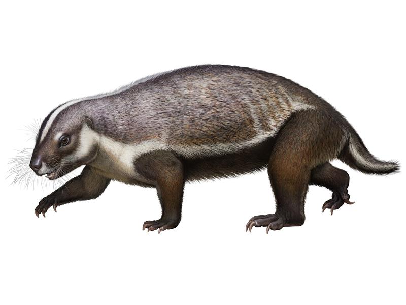 Rekonstruktion des Säugetiers Adalatherium hui, das vor rund 70 Millionen Jahren auf Madagaskar lebte. 