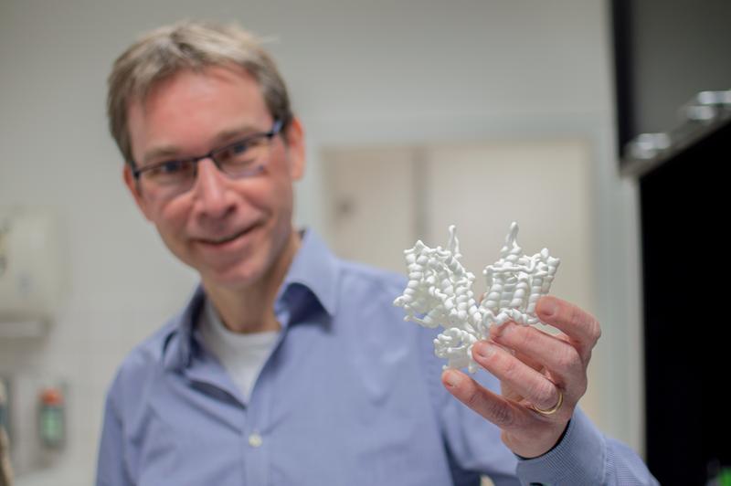 SLC26-Transportproteine, hier im 3D-Modell, sind an zahlreichen Prozessen im menschlichen Körper beteiligt - in der neuen Forschungsgruppe sollen sie genauer analysiert werden. 