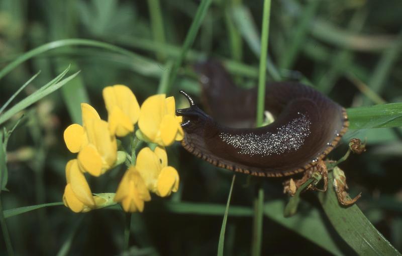 Die Rote Wegschnecke war früher die häufigste Schneckenart in und um Görlitz.