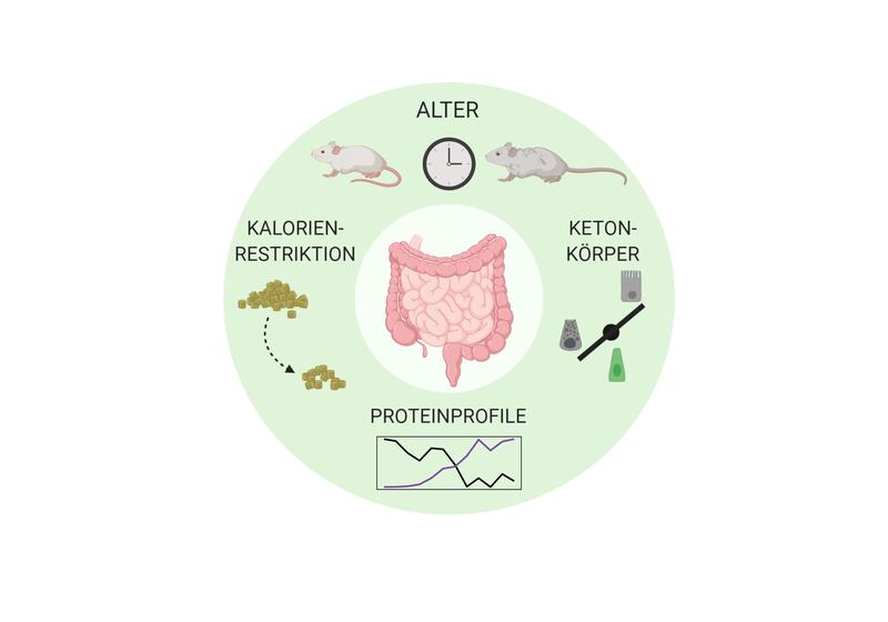 Das Proteom in verschiedenen Abschnitten des Dünndarms reagiert unterschiedlich auf Diät und Altern. So zeigen sich u.a. altersbedingte Anpassungsstörungen bei Nährstoffveränderungen.