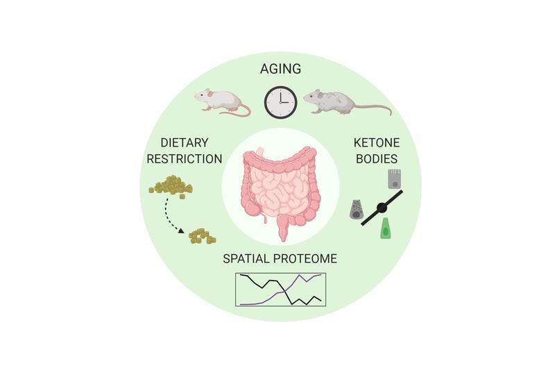 Aging has region-specific effects on the proteome of the intestinal epithelium and leads to age-related impairments in adaptation to nutrient availability. 