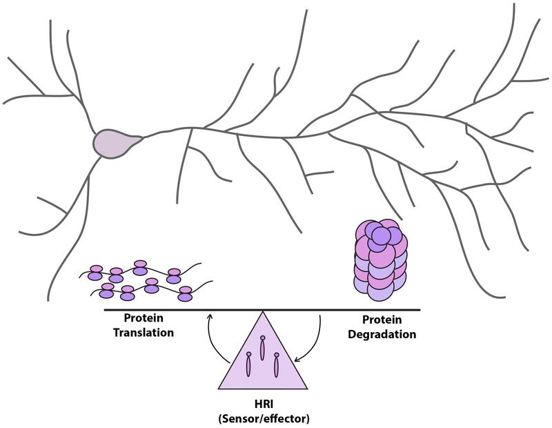 Protein synthesis (left side) and degradation (right side) are coordinated by the activity of HRI kinase which acts a sensor and effector of protein degradation by the proteasome in neurons. 