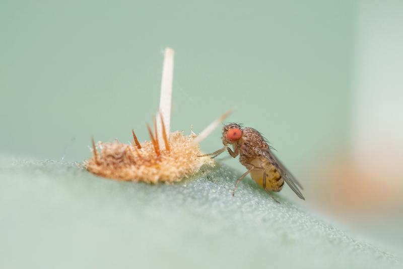 Drosophila mojavensis, the vinegar fly species native to the Mojave Desert in the southwest of the USA, lives on plants that are typical of the barren living conditions in a desert: cacti. 