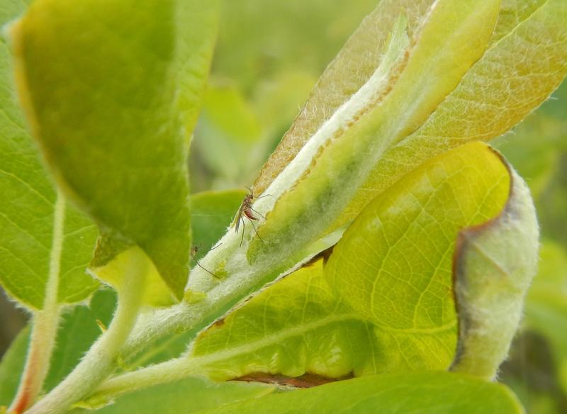 Ausgewachsene Gallfliege "Iteomyia salicisverruca".