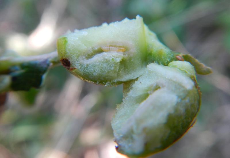 The biologists collected about 600 galls and checked if the fly larvae had survived.