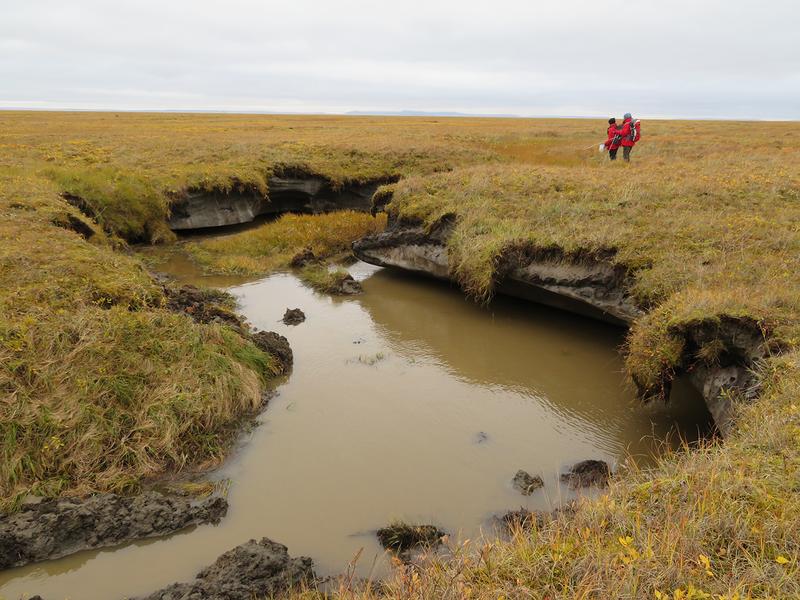 Thawing of ice-rich permafrost through Thermokarst processes on the island of Kurungnakh in the Lena Delta.