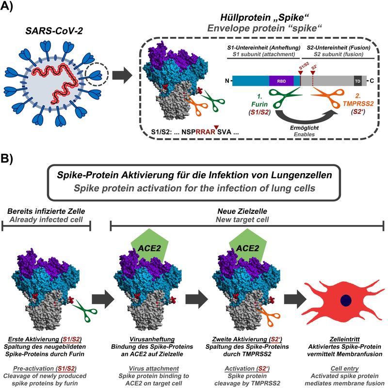 Das Schema zeigt, wie das Spike-Protein des SARS-CoV-2 aktiviert wird.