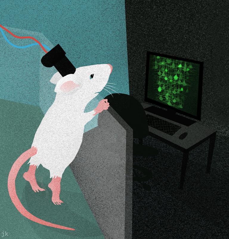 Das neue Fiberskop erlaubt den Blick ins Gehirn, während sich das Tier frei verhalten kann.