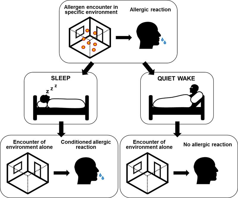 Sleep consolidates a learned association between allergens and a specific environment. Re-encountering the specific environment is afterwards sufficient to trigger a conditioned allergic reaction.