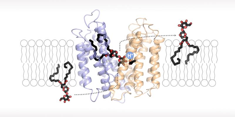 Flippase-Transportprotein, das am Aufbau der bakteriellen Zellwand beteiligt ist.