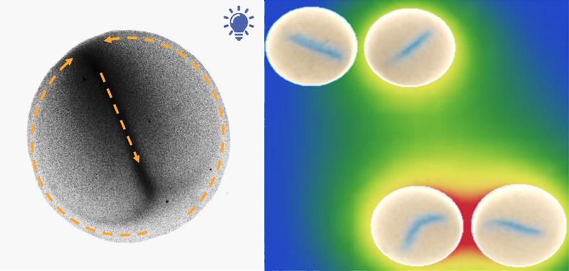 Single drop with active nanoparticles that collectively organize (left); and several drops that communicate to coordinate their flow patterns (right).