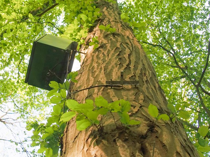 Dendrometer an den Bäumen, hier an einer Hainbuche. Sie messen im Mikrometerbereich jede Umfangsänderung des Stammes und erlauben hochaufgelöste Analysen von Klima-Wachstumsbeziehungen. 