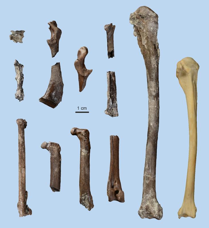Knochen des 11,5 Millionen Jahre alten Schlangenhalsvogels aus der Hammerschmiede. Zum Größenvergleich rechts außen der Oberarmknochen eines heutigen Amerikanischen Schlangenhalsvogels (Anhinga an