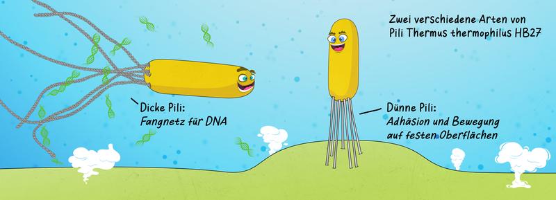 Bakterien der Art Thermus thermophilus besitzen unterschiedliche Härchen (Pili), die entweder zum Einfangen von DNA oder zur Fortbewegung genutzt werden.