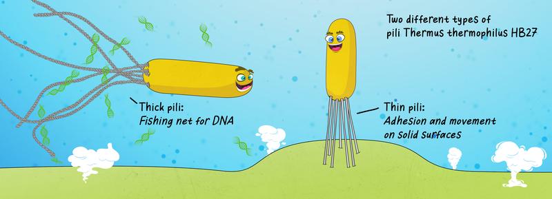 Bacteria of the species Thermus thermophilus possess different tiny hairs (pili) which are used either to capture DNA or for motion.